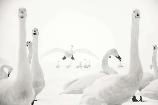 Nature Photographer Of The Year 03