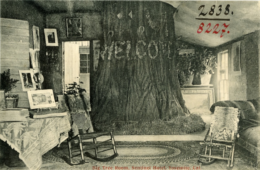 Big Tree Room 7