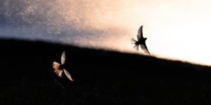 Gdt Nature Landscapes Winners 02 