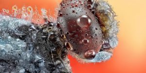 Macro Photography 35 Awards Winners 17 