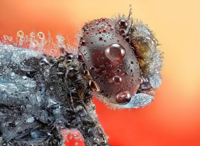 Macro Photography 35 Awards Winners 17