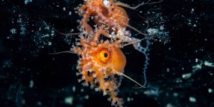 World Oceans Day Photo Contest Winners 09