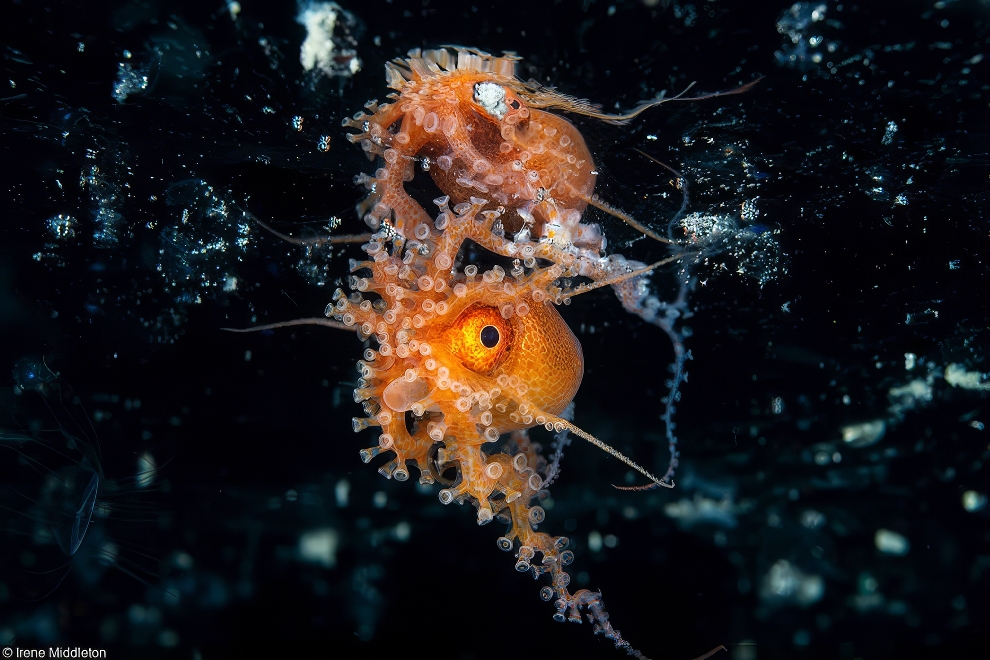 World Oceans Day Photo Contest Winners 09 
