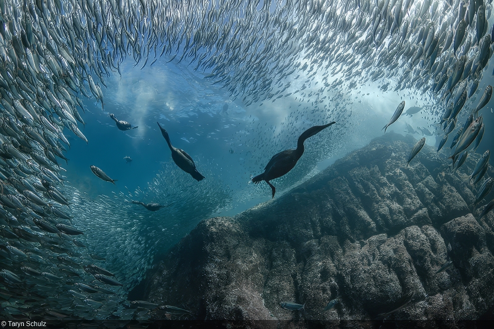 World Oceans Day Photo Contest Winners 10 