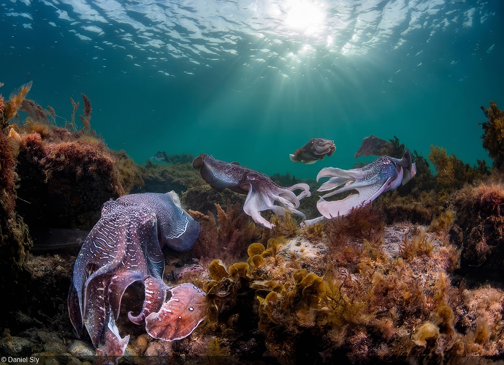 World Oceans Day Photo Contest Winners 11 