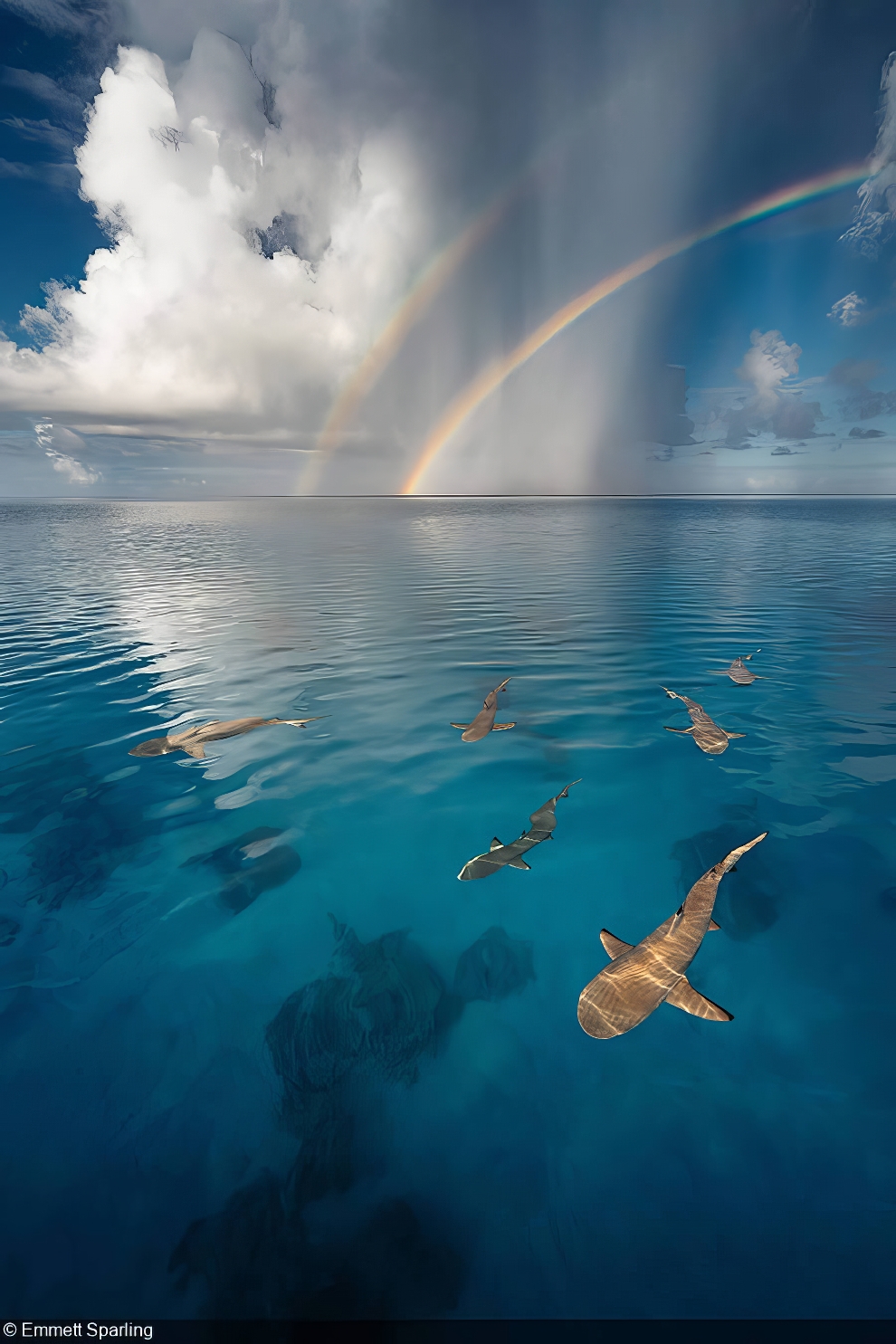 World Oceans Day Photo Contest Winners 14 