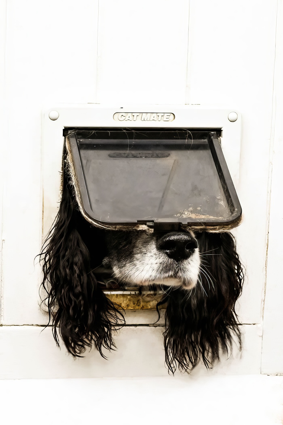 Comedy Pet Photography Awards Winners 2024 01