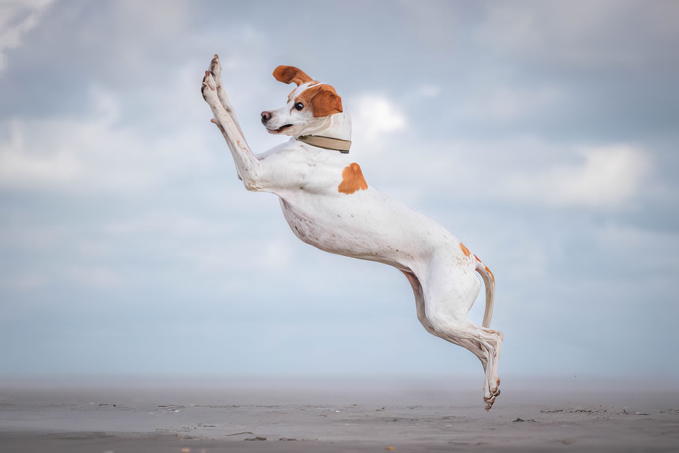 Comedy Pet Photography Awards Winners 2024 10