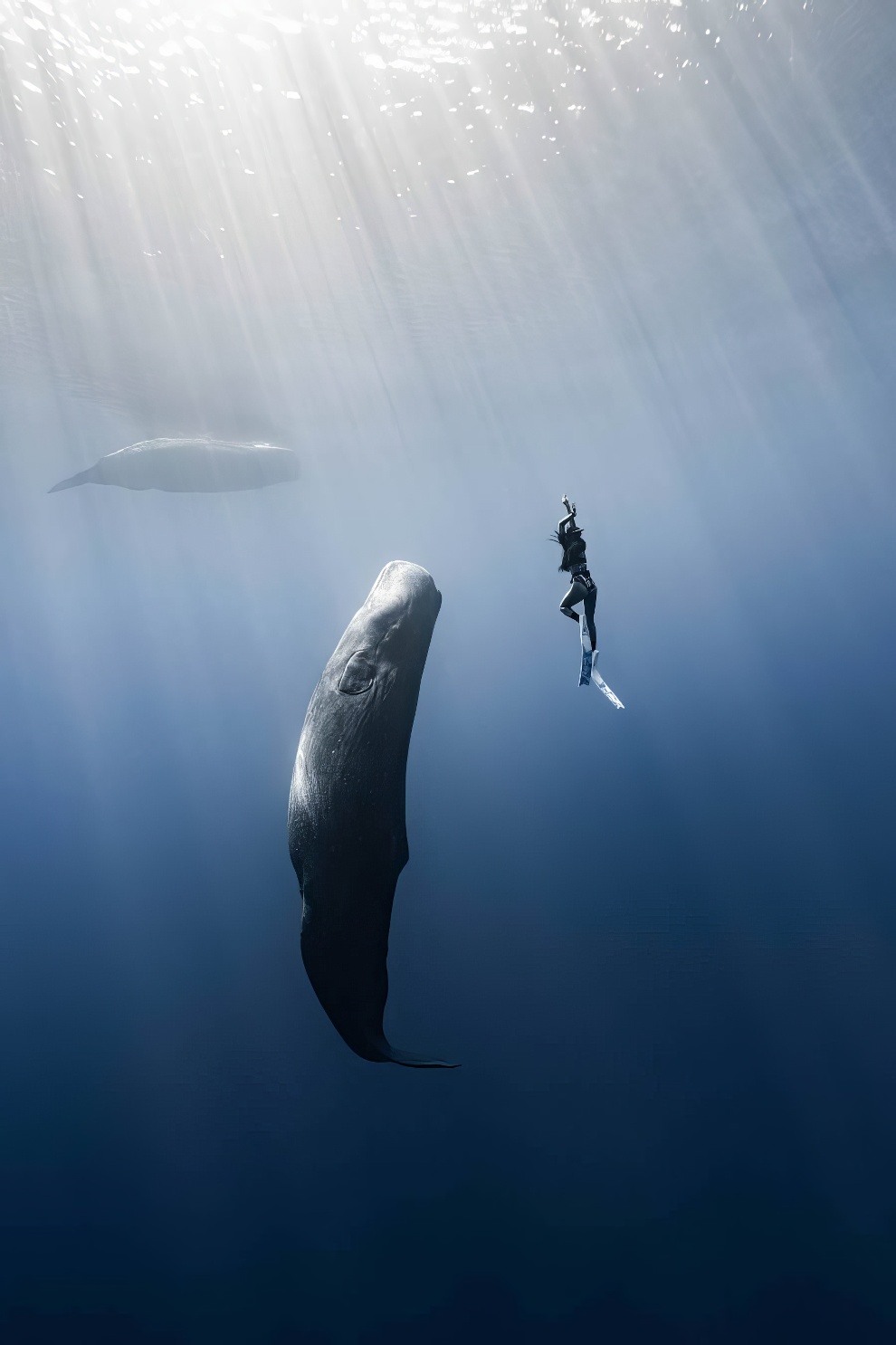 Underwater Photography 35 Awards Winners 01