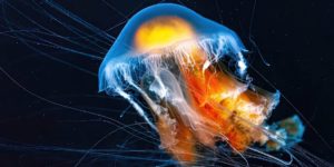 Underwater Photography 35 Awards Winners 15