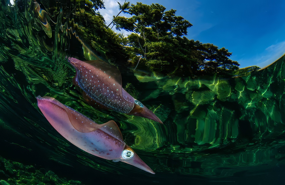 Underwater Photography 35 Awards Winners 20