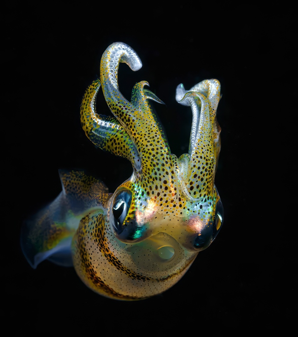 Underwater Photography 35 Awards Winners 22