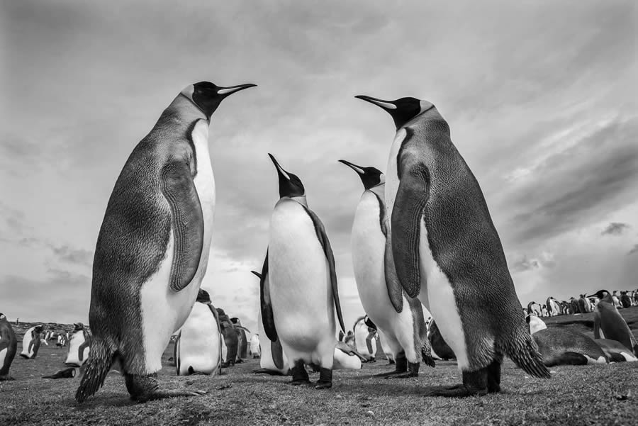 Black And White Photo Awards 2024 Winners 23