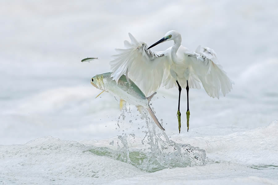 Nature Prix De Le Photography Awards 2024 Winners 03