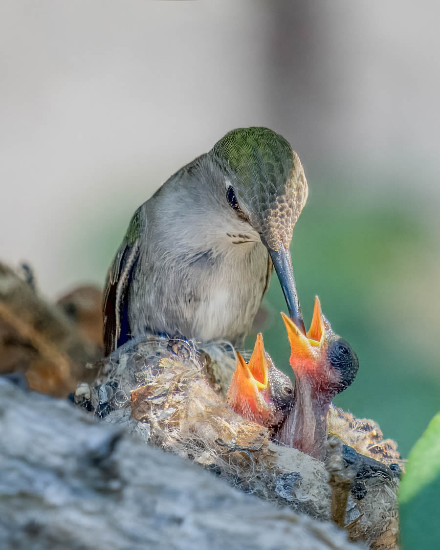 Ganadores de los premios Nature Prix De Le Photography Awards 2024 07