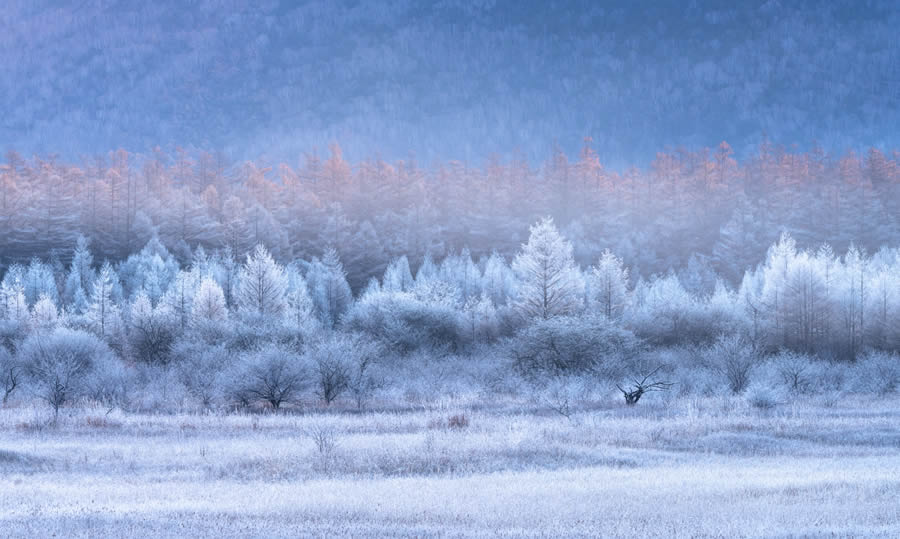 Ganadores de los premios Nature Prix De Le Photography Awards 2024 10