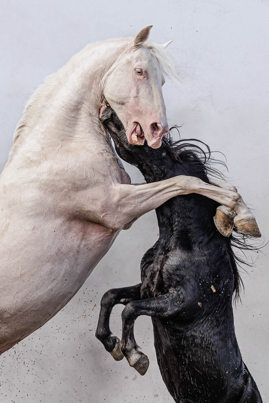 Ganadores de los premios Nature Prix De Le Photography Awards 2024 12