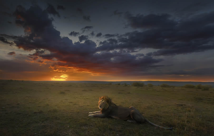 Ganadores de los premios Nature Prix De Le Photography Awards 2024 13