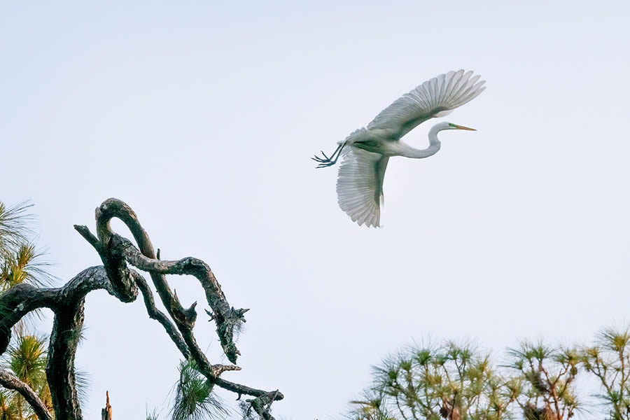 Ganadores de los premios Nature Prix De Le Photography Awards 2024 17