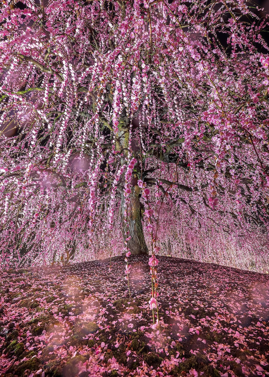 Ganadores de los premios Nature Prix De Le Photography Awards 2024 18