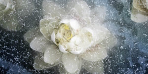 Nature Prix De Le Photography Awards 2024 Winners 22