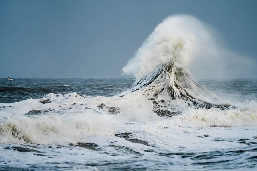 Ganadores de los premios Nature Prix De Le Photography Awards 2024 26