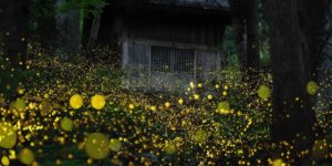 Night Landscape 35 Photography Awards 04 