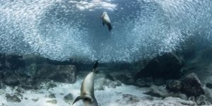 Siena Nature Drone Photo Awards Winners 11 