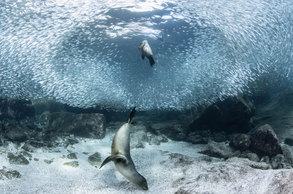 Increíbles imágenes ganadoras de los premios Siena Drone Photography Awards que muestran la belleza de la naturaleza » Diseño en el que confías: diseño todos los días desde 2007