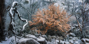 Australian Geographic Nature Photographer Of The Year 2024 11