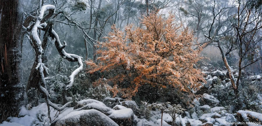 Profitable Photographs From The Australian Geographic Nature Photographer Of The Yr 2024 – Design You Belief — Design Day by day Since 2007