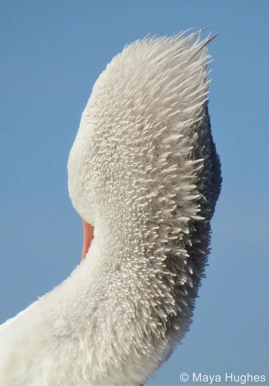 Australian Geographic Nature Photographer Of The Year 2024 19