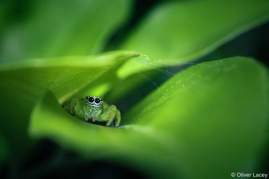 Australian Geographic Nature Photographer Of The Year 2024 20