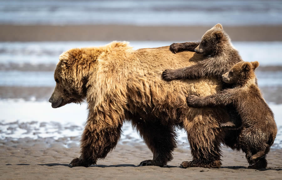 Comedy Wildlife Photography Finalists 2024 01