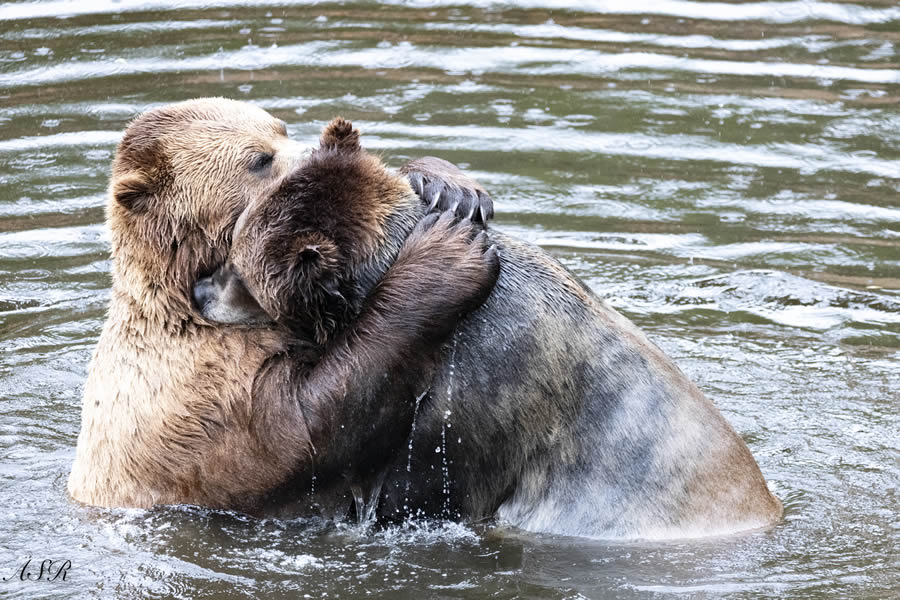 Comedy Wildlife Photography Finalists 2024 04