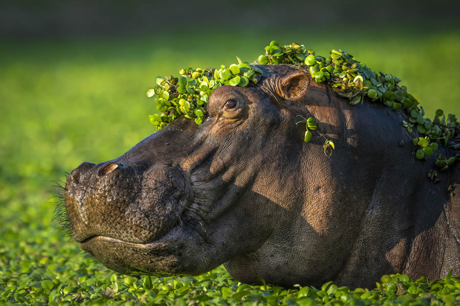 Comedy Wildlife Photography Finalists 2024 07