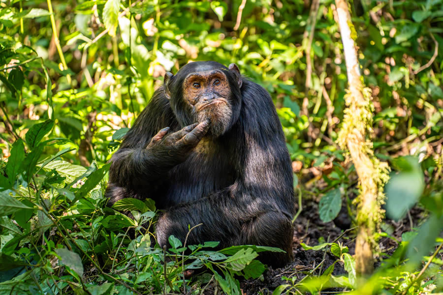 Comedy Wildlife Photography Finalists 2024 08