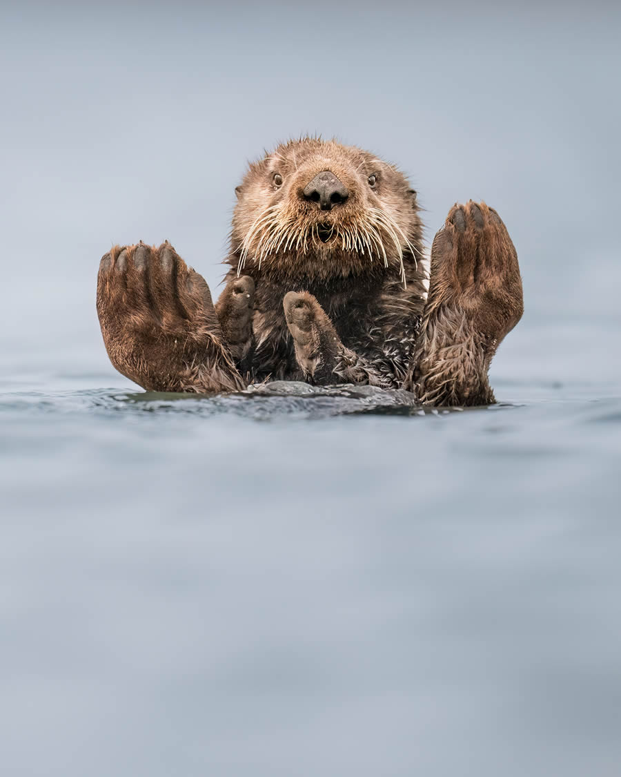 Comedy Wildlife Photography Finalists 2024 09