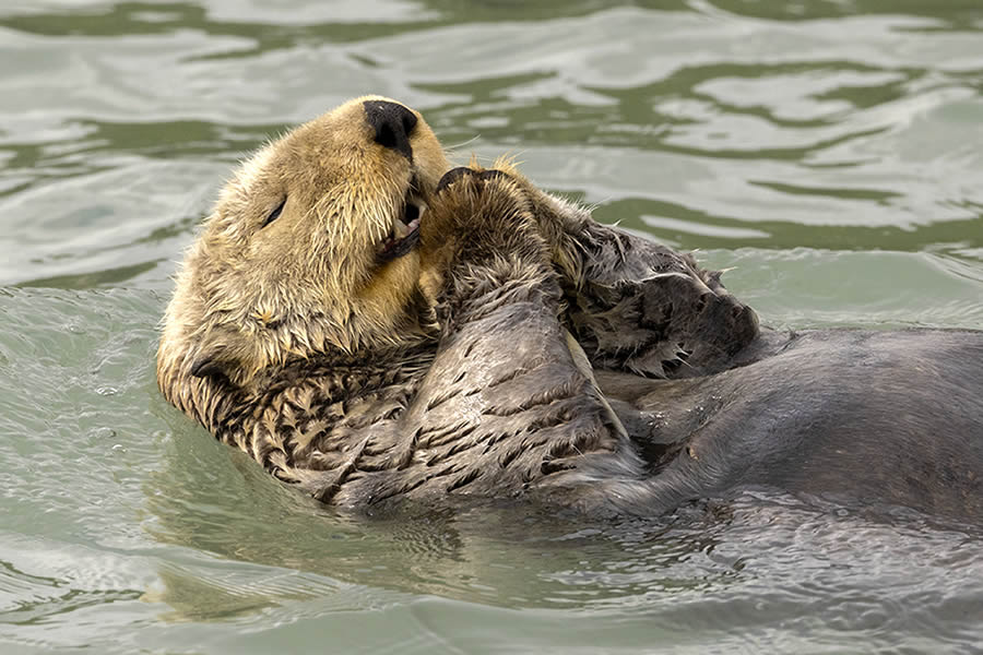 Comedy Wildlife Photography Finalists 2024 10