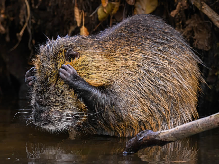 Comedy Wildlife Photography Finalists 2024 11