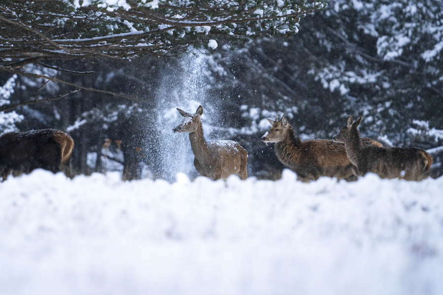 Comedy Wildlife Photography Finalists 2024 12