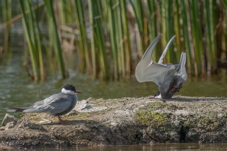 Comedy Wildlife Photography Finalists 2024 13