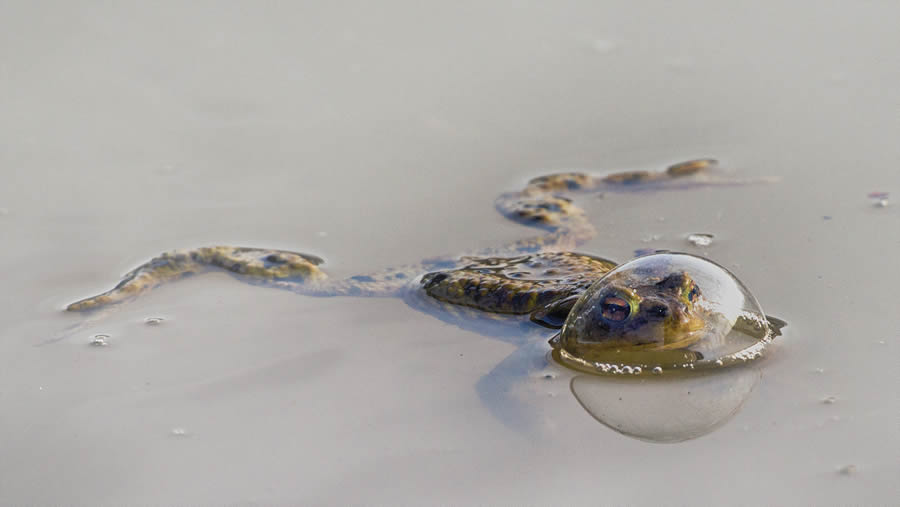 Comedy Wildlife Photography Finalists 2024 14