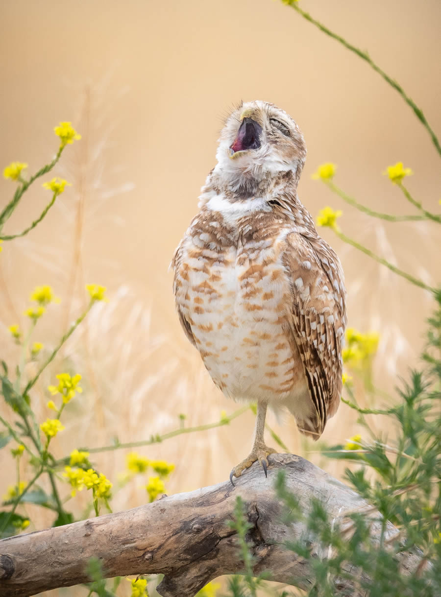 Comedy Wildlife Photography Finalists 2024 15