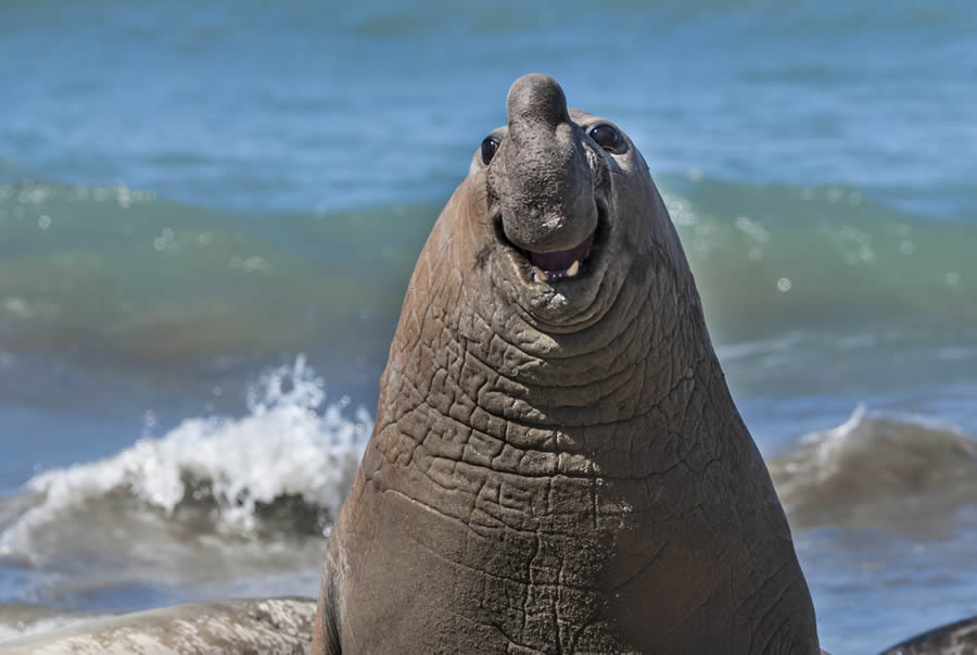 Comedy Wildlife Photography Finalists 2024 16