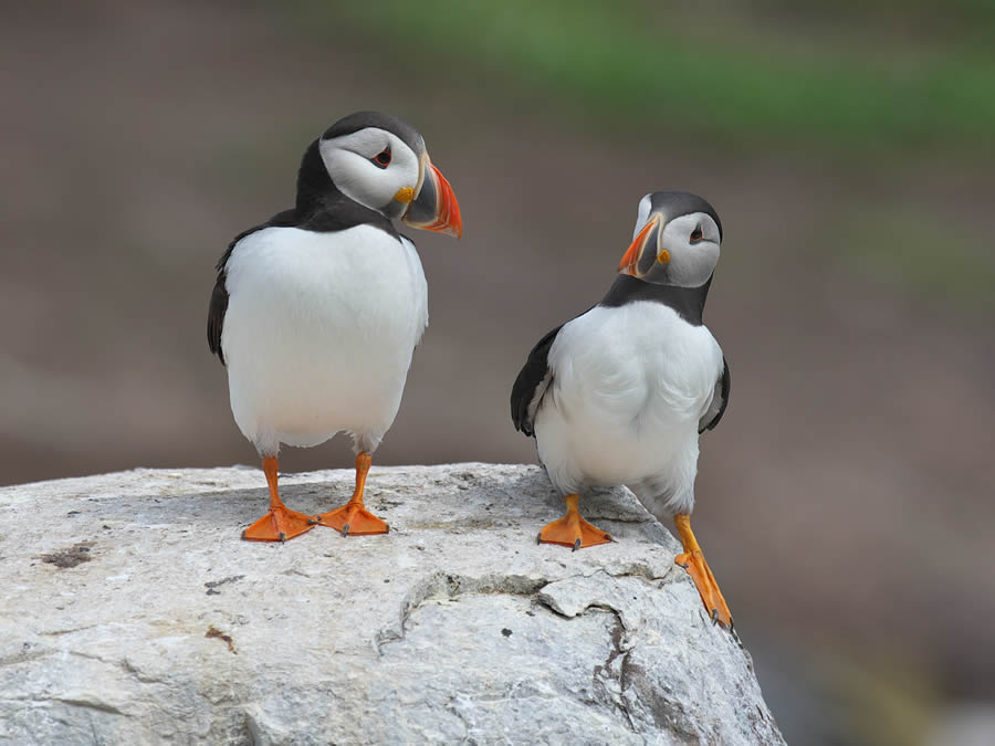 Comedy Wildlife Photography Finalists 2024 20