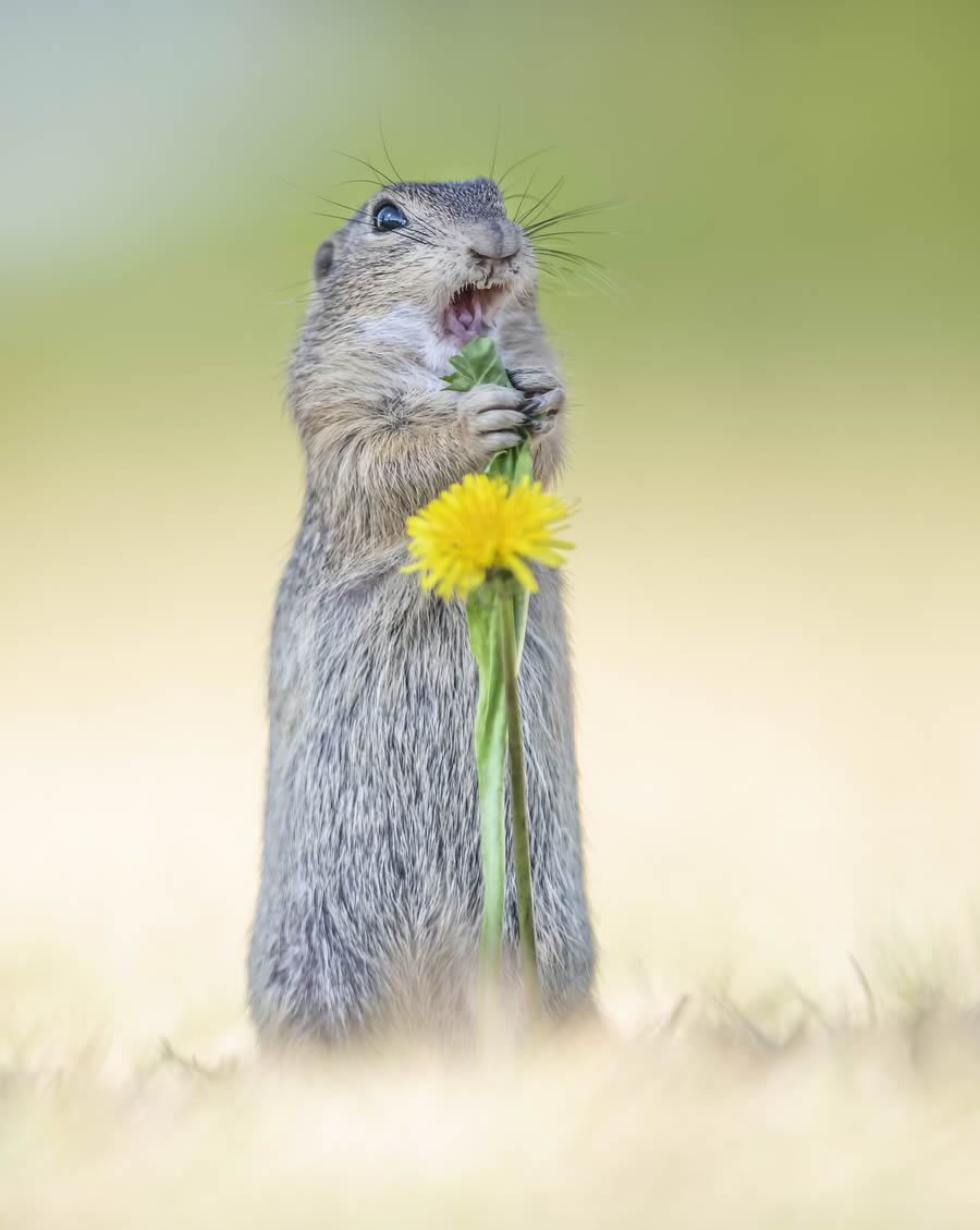 Comedy Wildlife Photography Finalists 2024 22