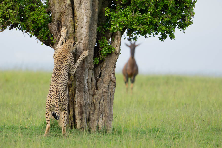 Comedy Wildlife Photography Finalists 2024 24