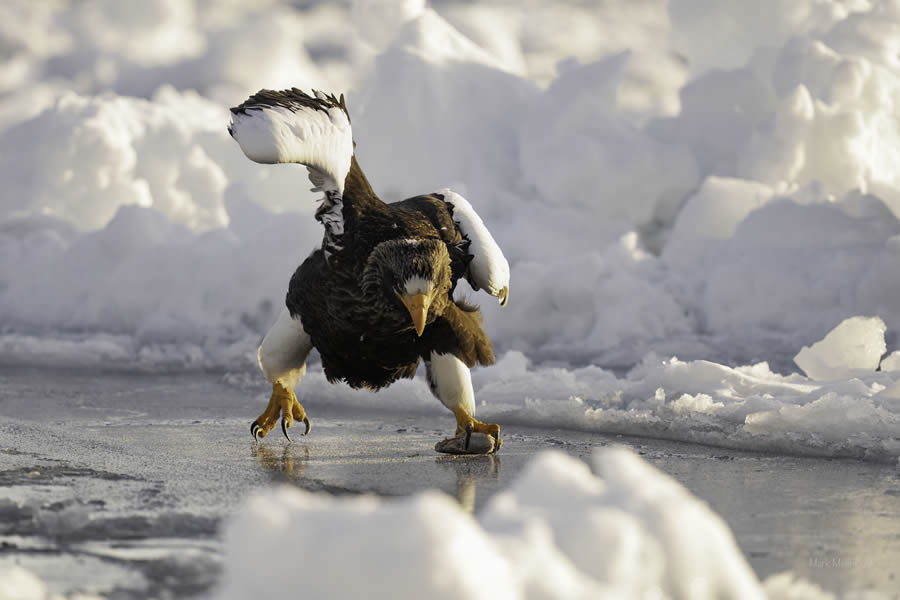 Comedy Wildlife Photography Finalists 2024 25