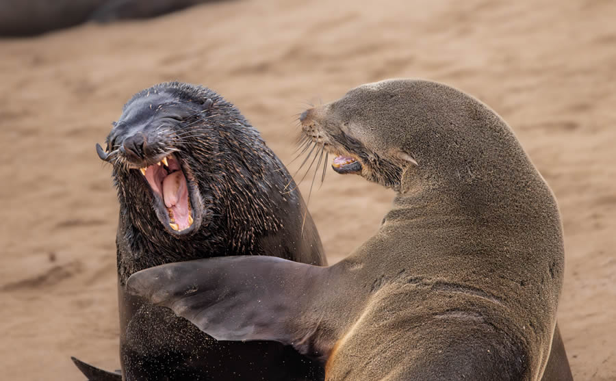 Comedy Wildlife Photography Finalists 2024 26